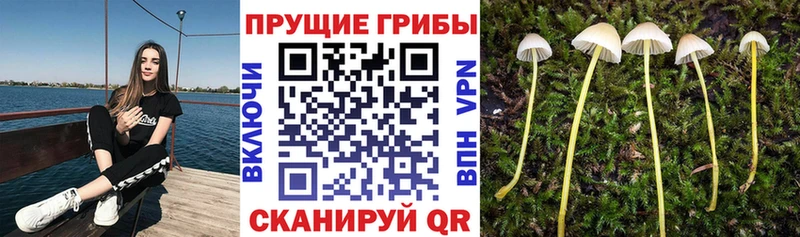 Псилоцибиновые грибы MAGIC MUSHROOMS  купить   Одинцово 